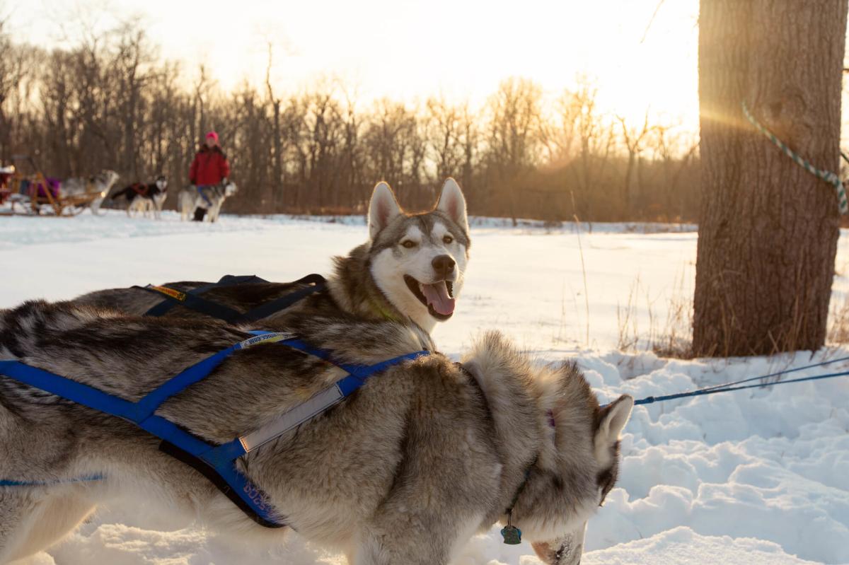 Two husky dogs standing in snow