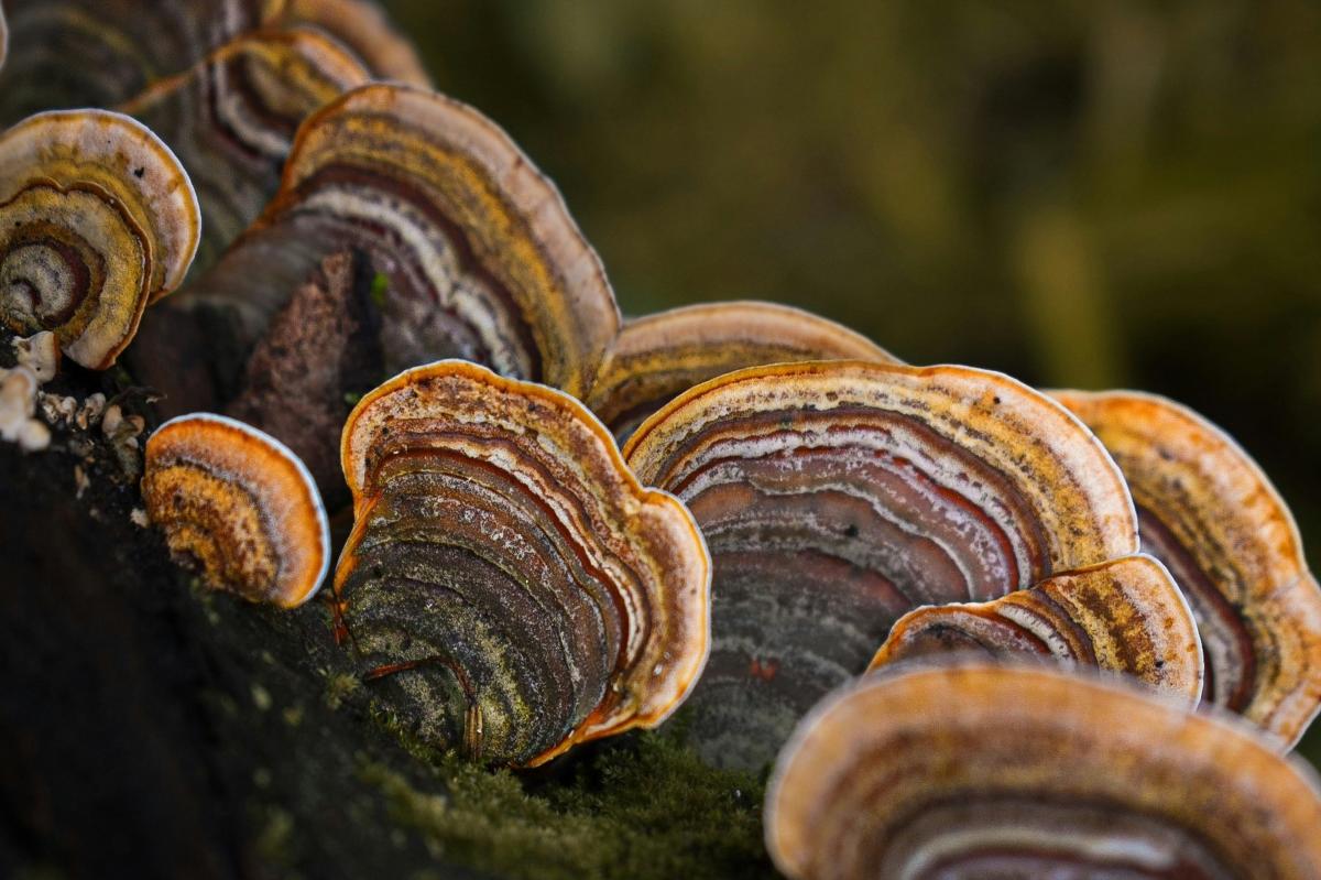 Turkey Tail Mushrooms