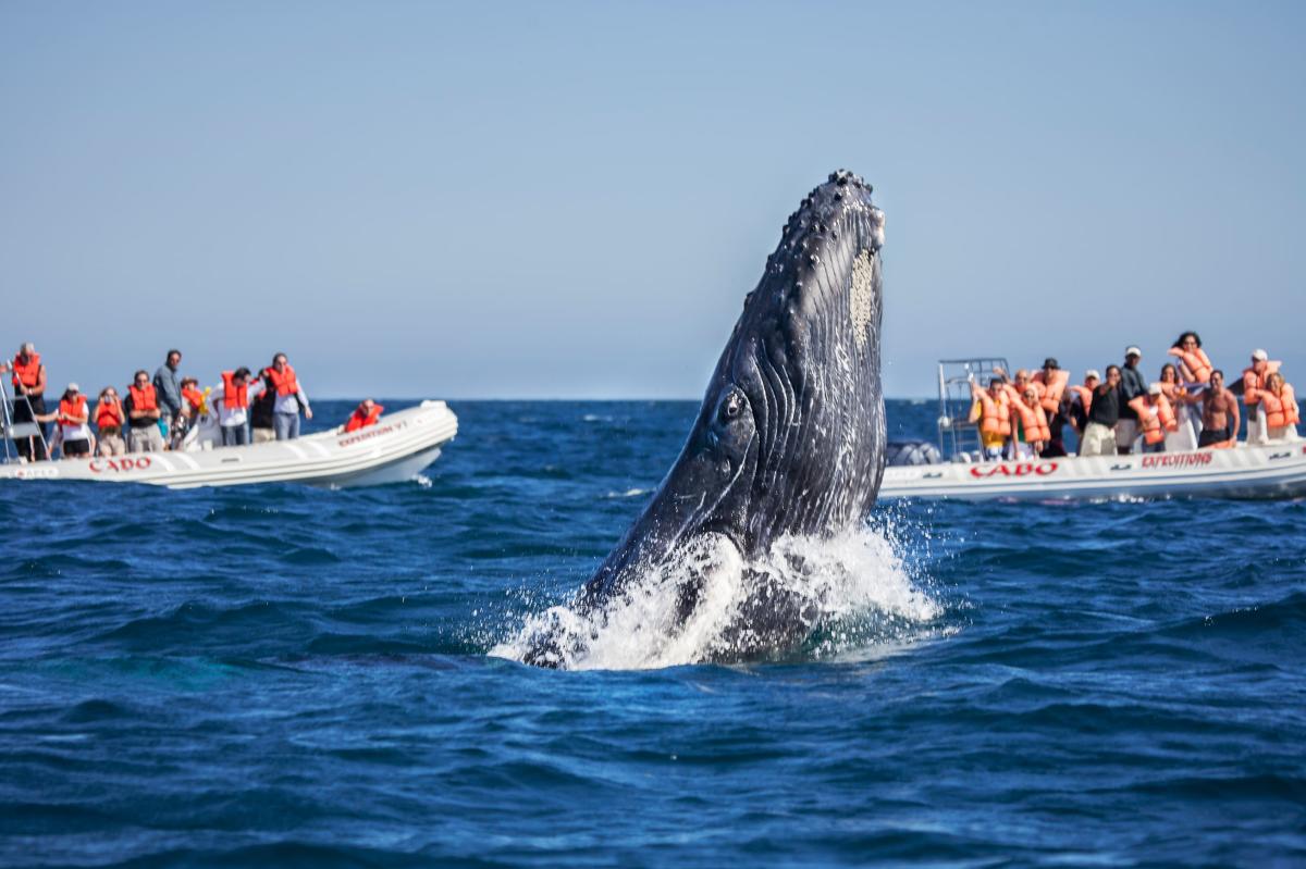 fotografía de lanchas observando ballenas en el mar