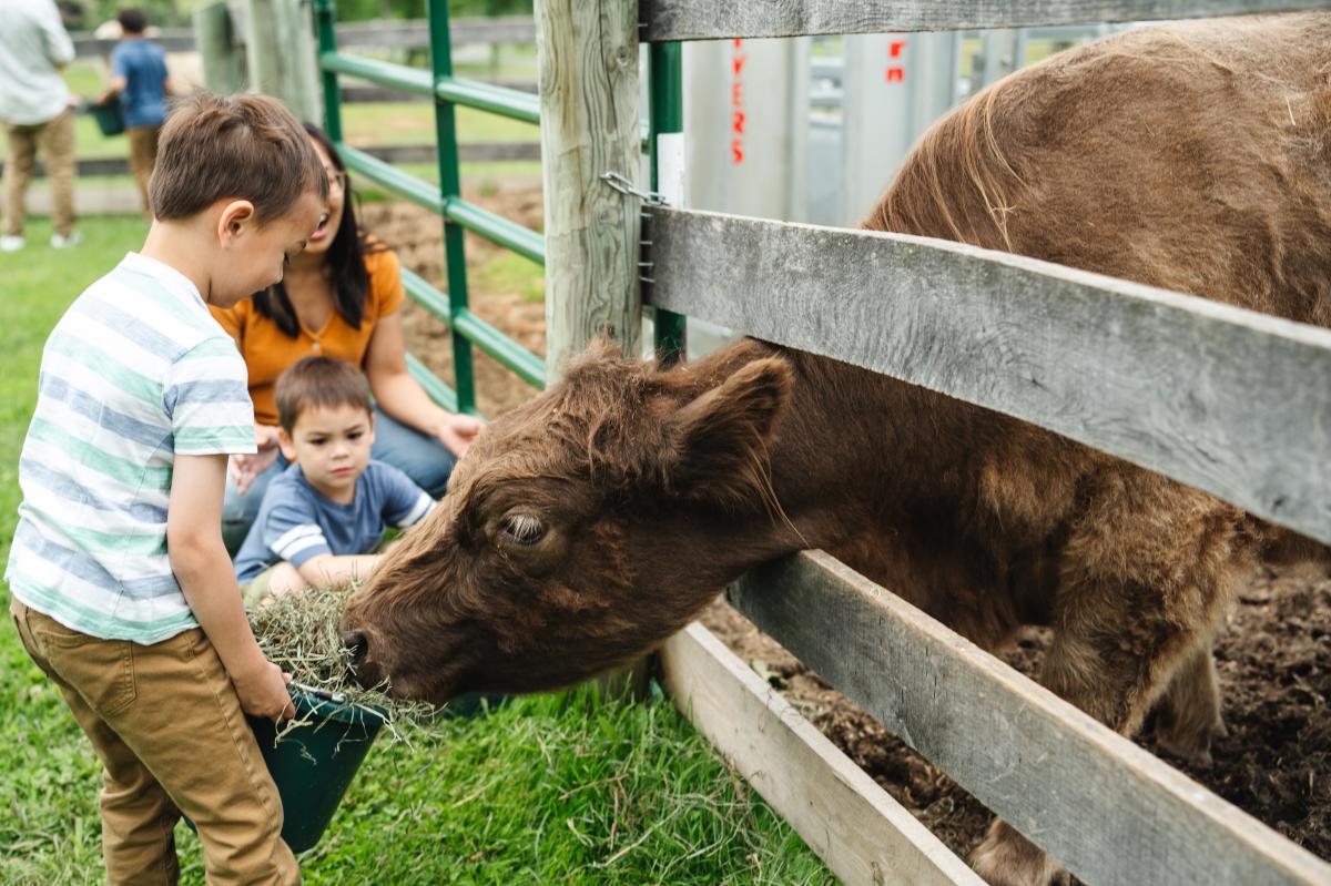 Young boy feeding hay to a woolly highland calf through a fence at Scarlet Springs Farm in Waterford, Loudoun