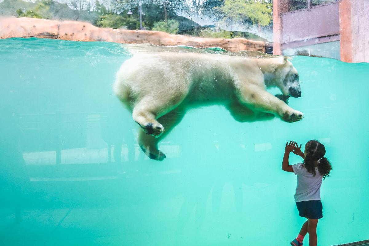 Child and Polar Bear at Henry Vilas Zoo