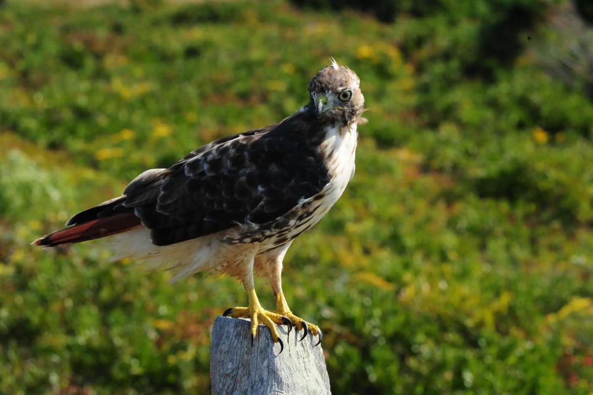 Bird Watching on Martha’s Vineyard: A Nature Lover’s Paradise