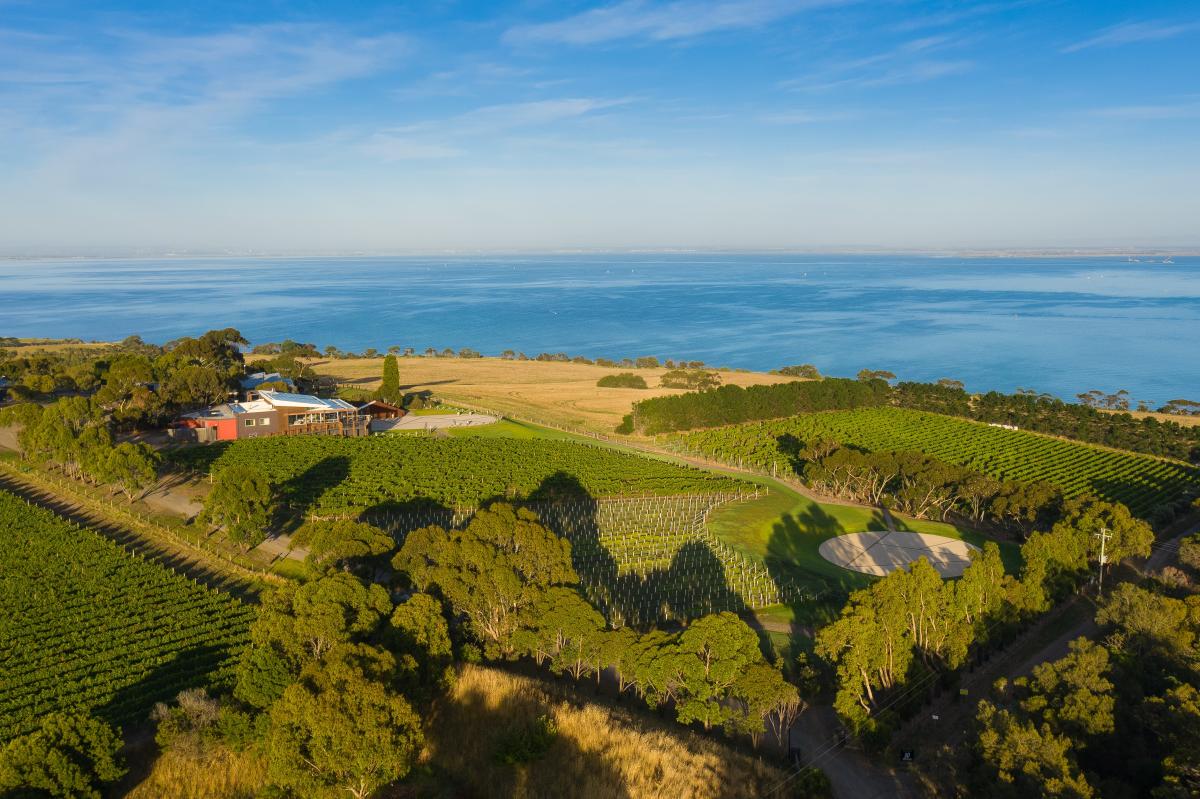 Arial view of a vineyard and green farm on a cliff overlooking blue ocean.