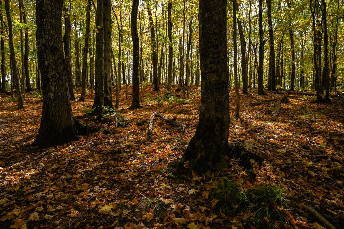 Leaves on the ground in the Porcupine Mountains