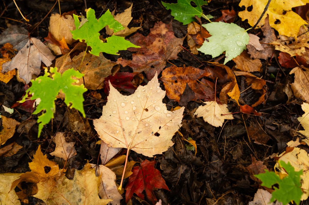 Dried fall leaf with water droplets on it