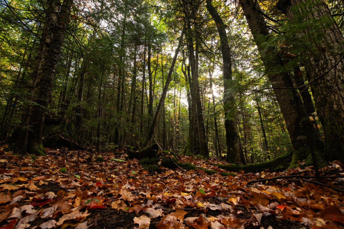 Fall leaves on the ground on the Bare Bluff trail