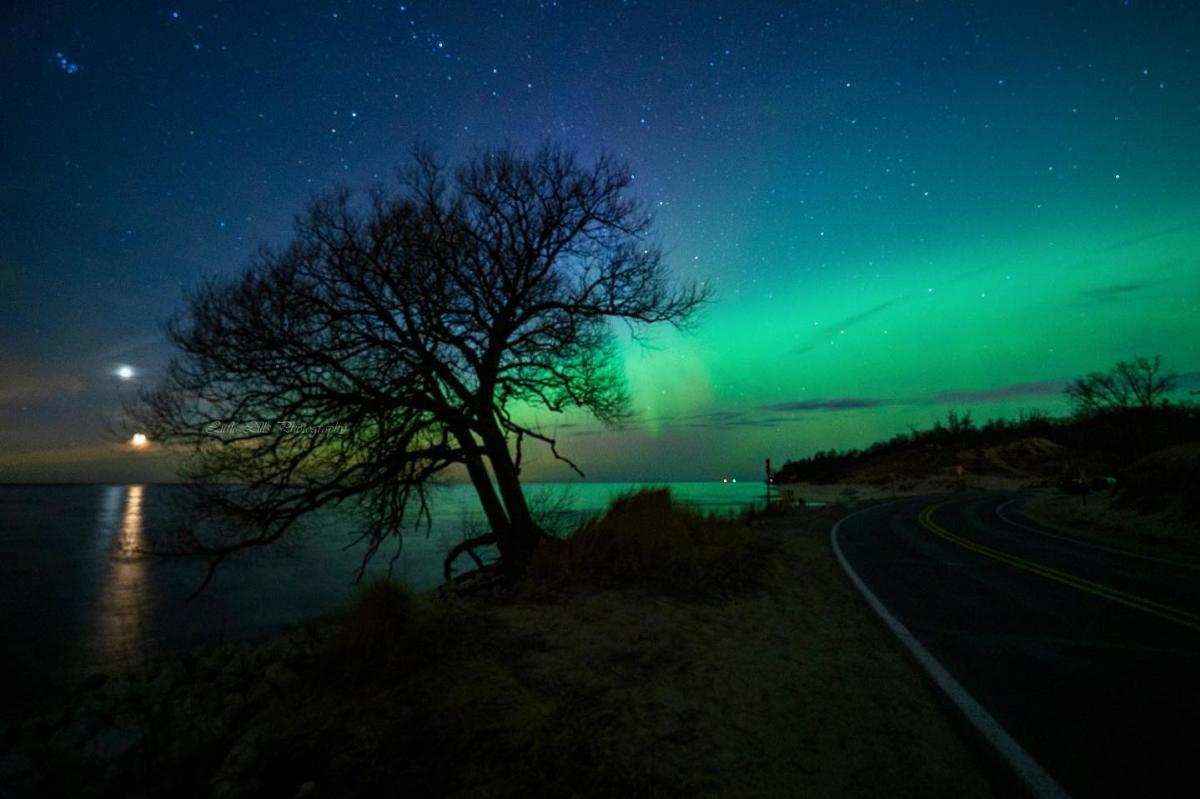 silhouetted tree leans toward lake michigan while the aurora borealis northern lights turn the night sky greens and blues