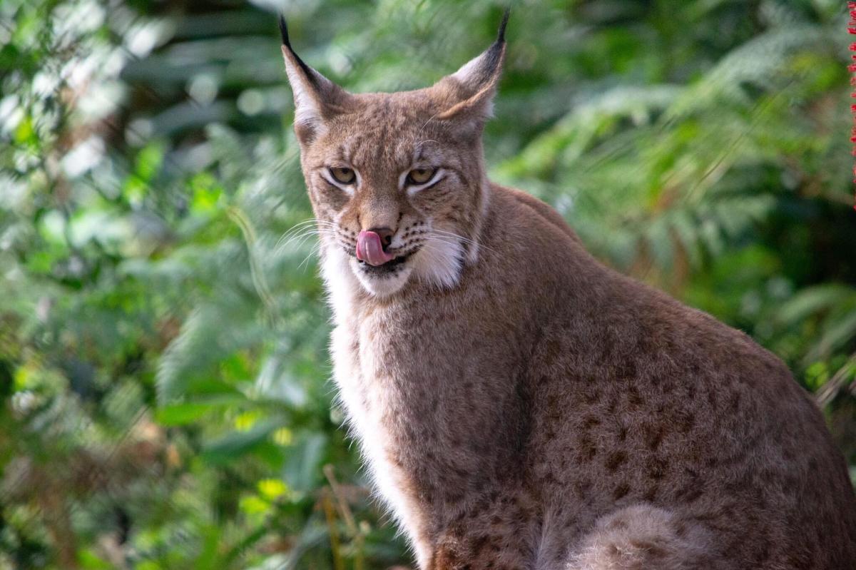Lynx at New Forest Wildlife Park in the New Forest