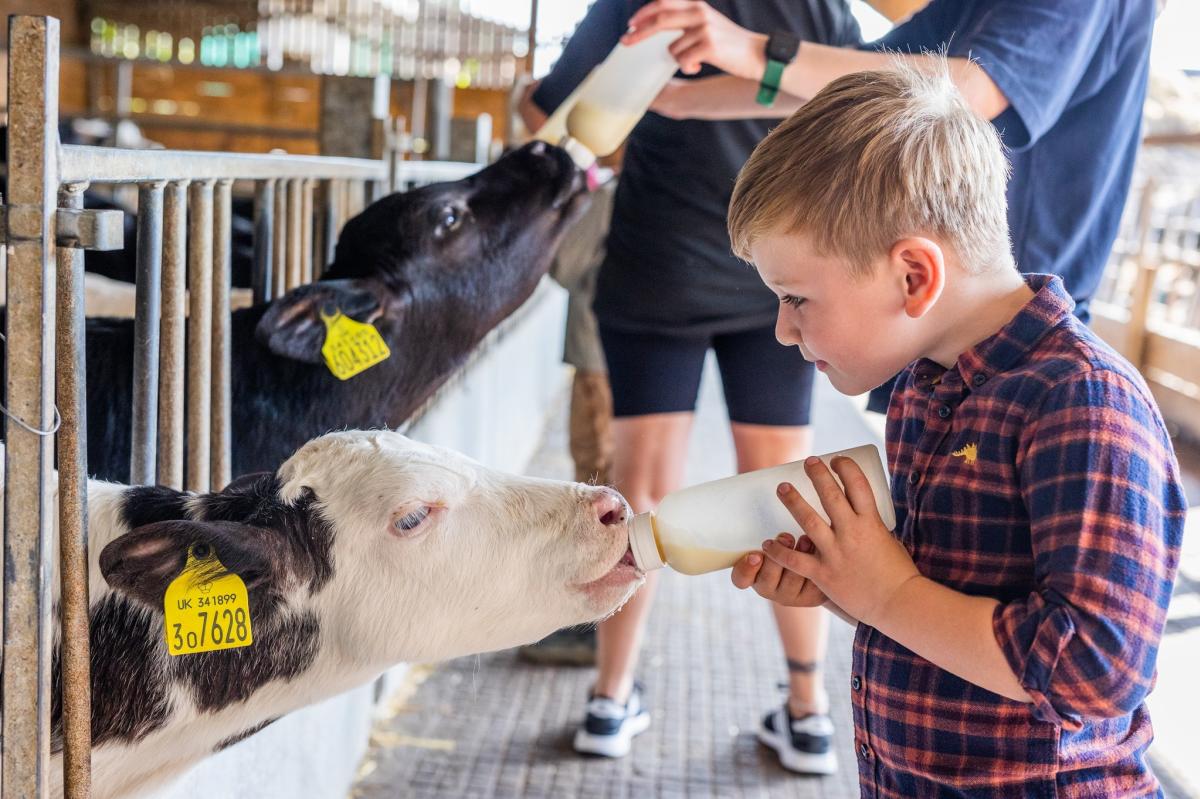 Longdown Activity Farm - Feeding cows
