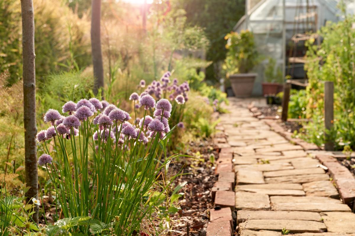 Agapanthus growing in the garden at Montagu Arms