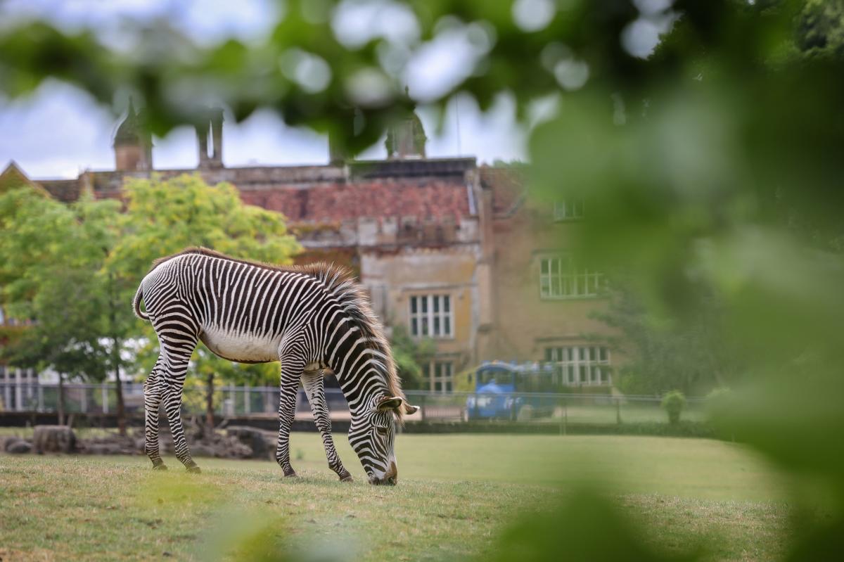 Marwell Zoo