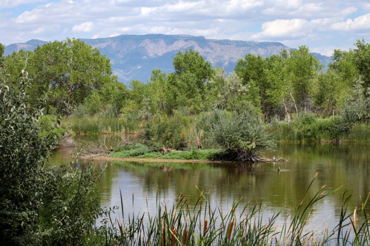 Scenic view of a tranquil pond surrounded by lush greenery with mountains in the background.