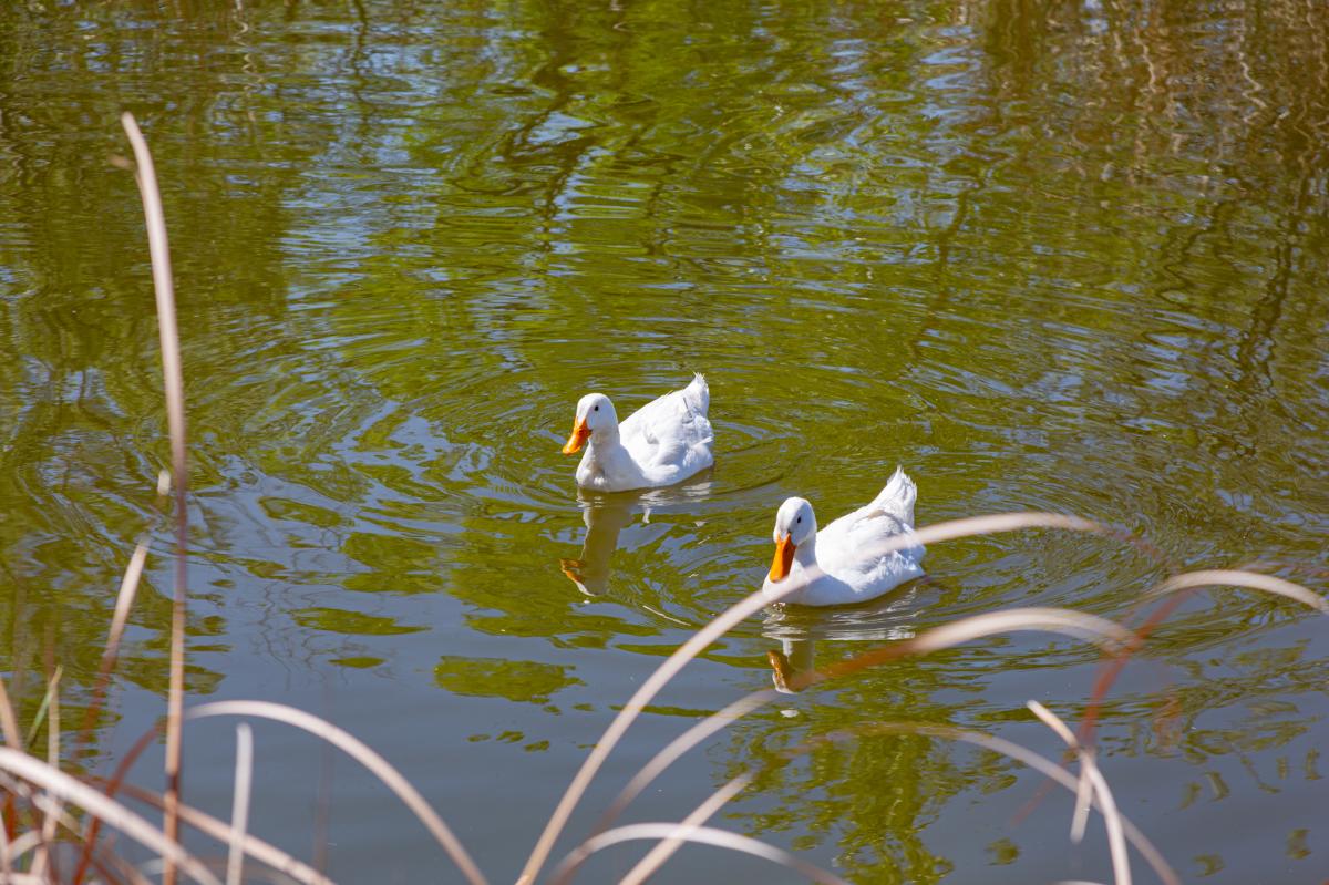 Two white ducks swimming in a pond with reeds in the foreground.