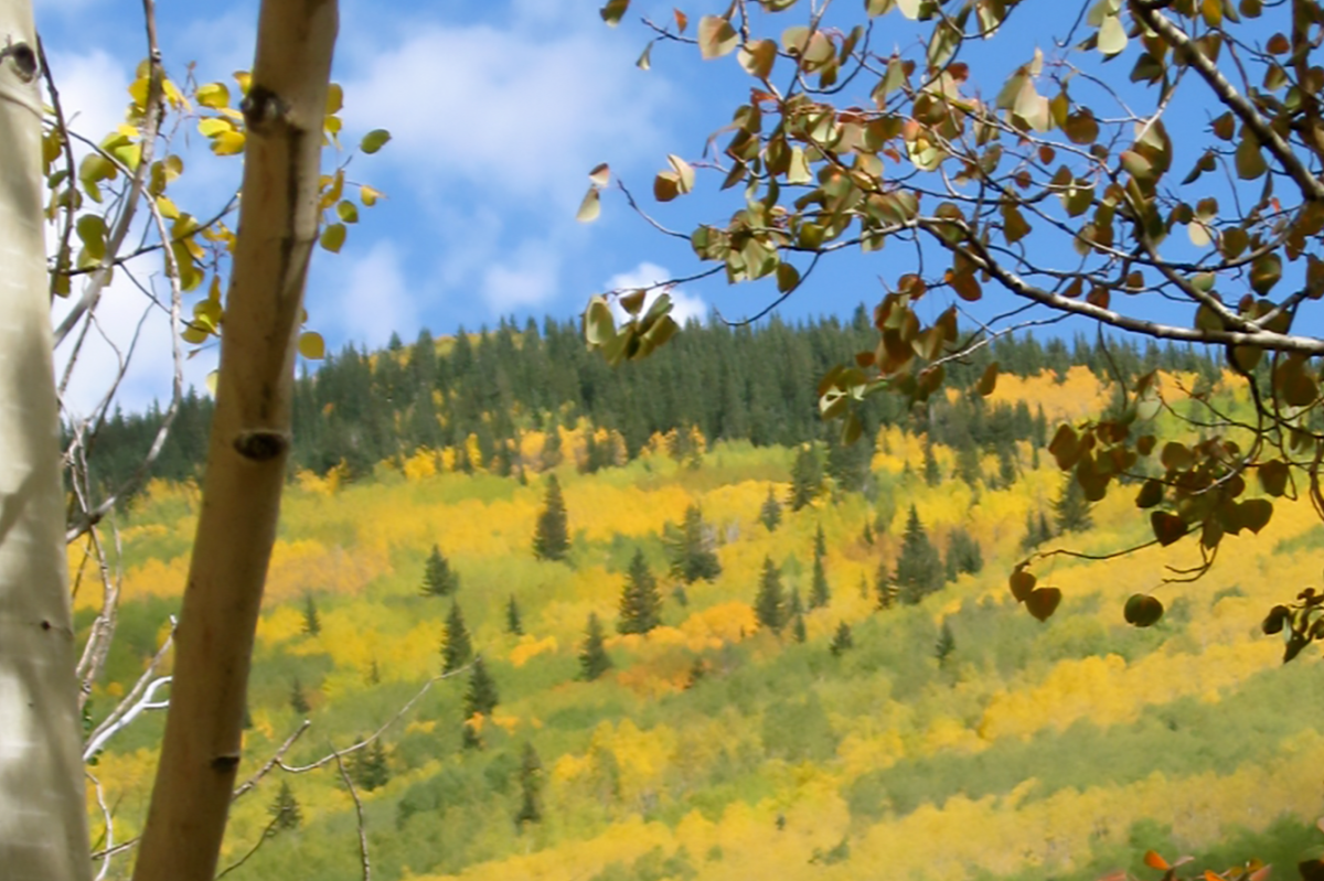 Trees changing color in the foreground and background along the Santa Fe National Forest Scenic Byway