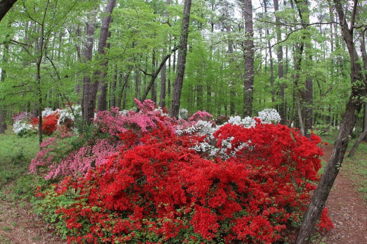 Deer Park azaleas in bloom