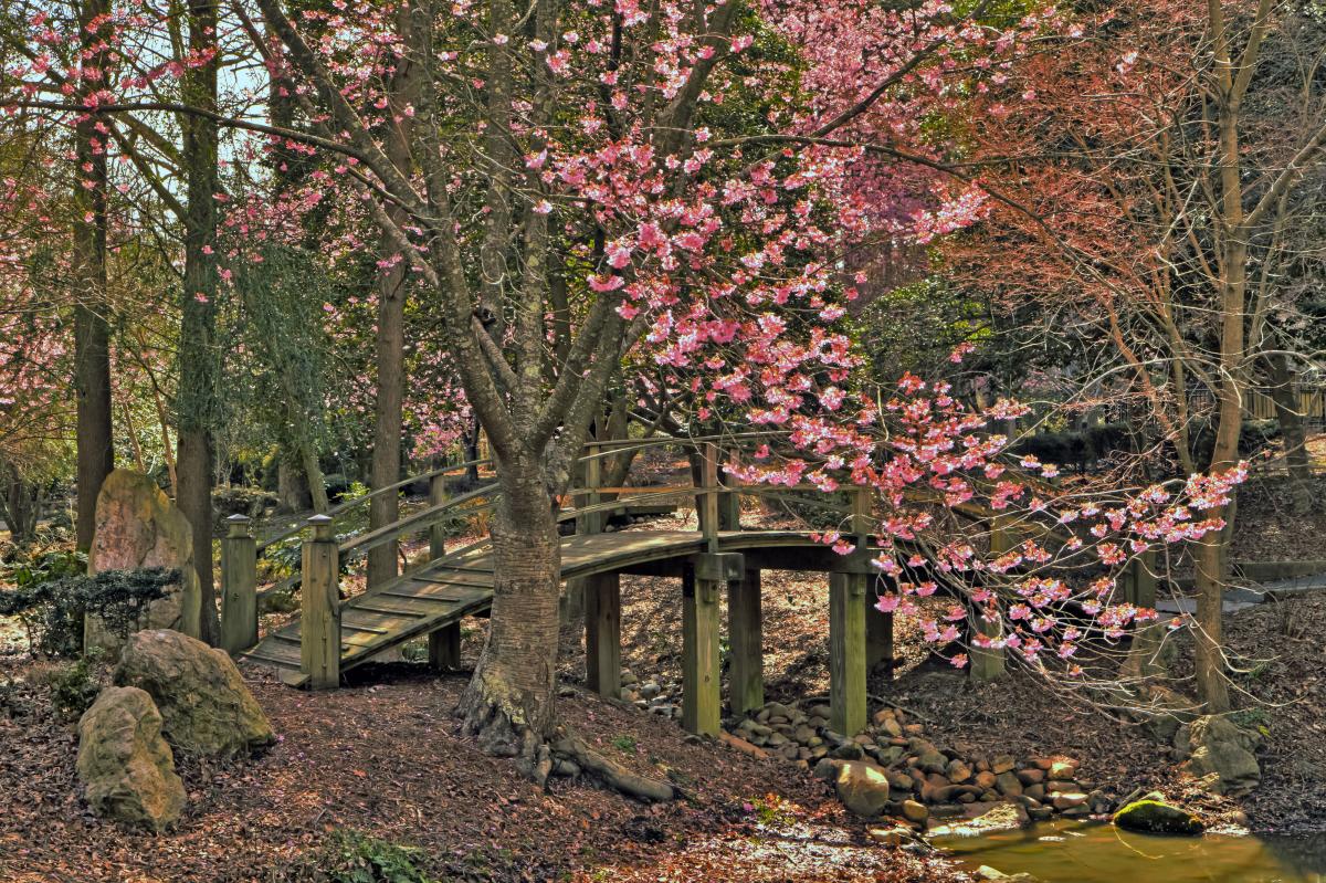 Japanese Bridge & Cherry Tree in NN Park
