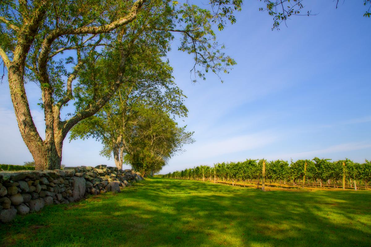 Sakonnet Vineyards in Little Compton