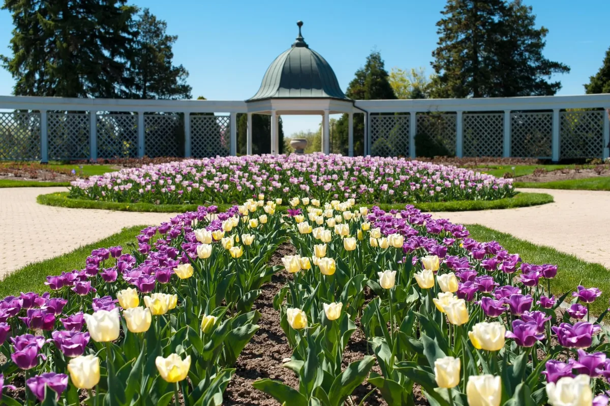 Niagara Parks Botanical Gardens Tulips