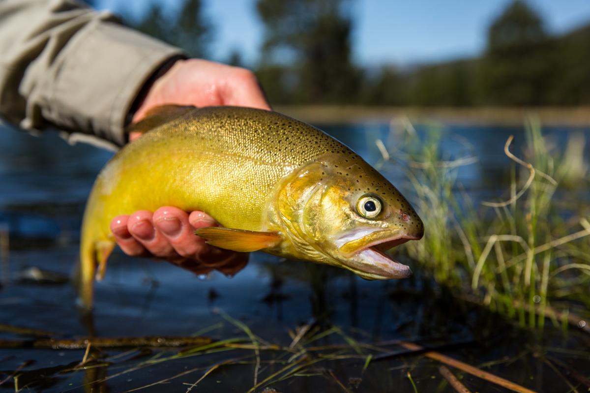 A prize Gila trout.