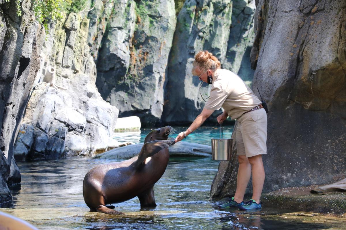 Sea Lions Backstage