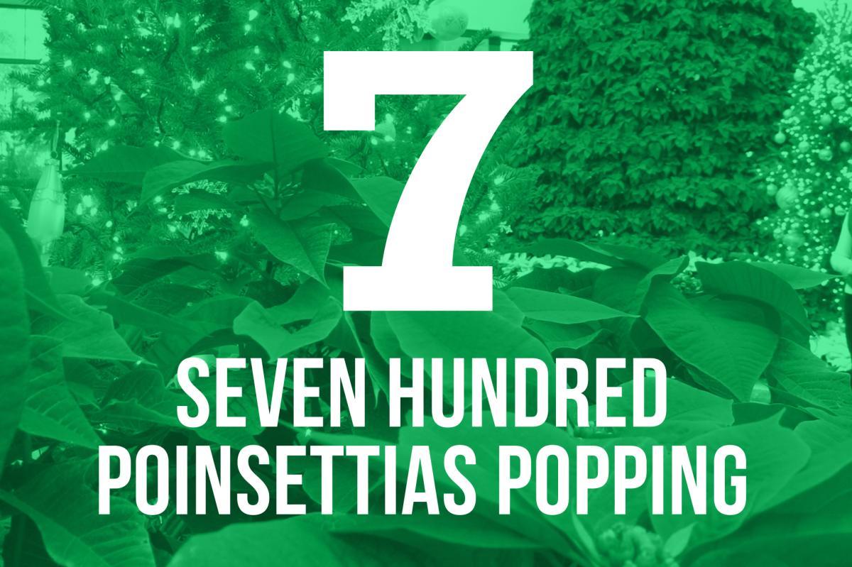 700 POINSETTIAS POPPING