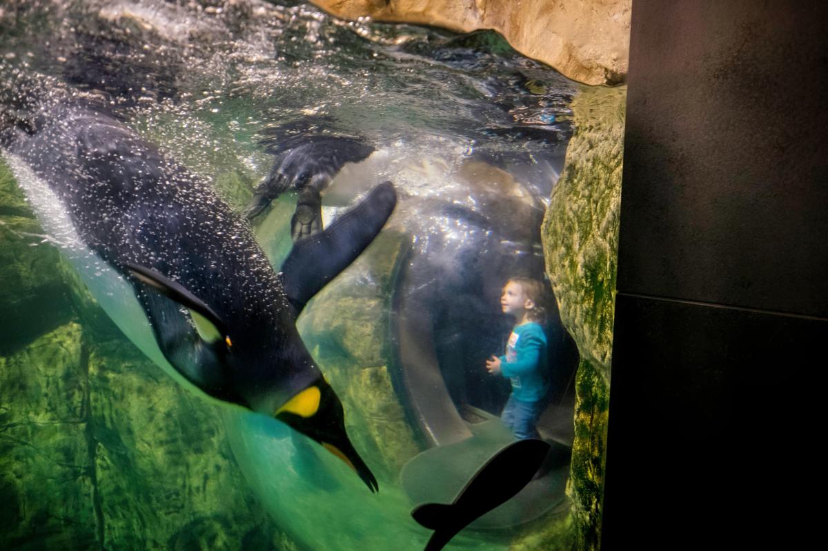 Omaha's Henry Doorly Zoo and Aquarium, Penguins