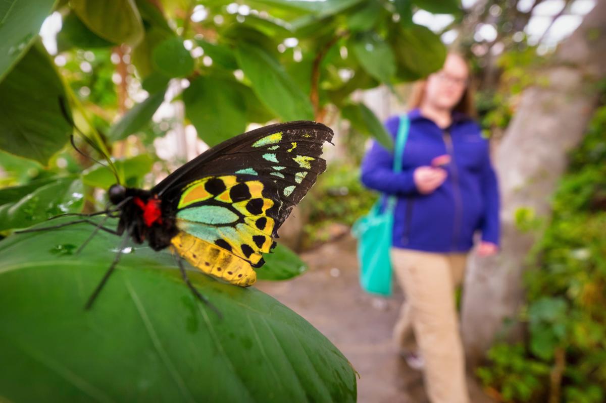 Omaha's Henry Doorly Zoo and Aquarium, Butterfly
