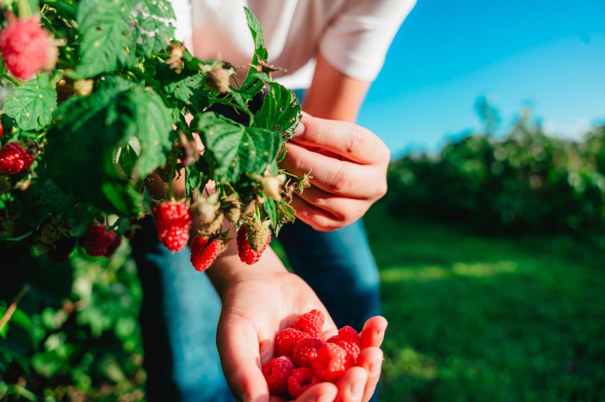 son in law produce raspberries