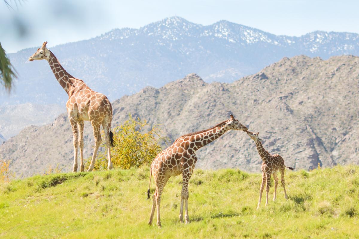 The Living Desert Palm Desert