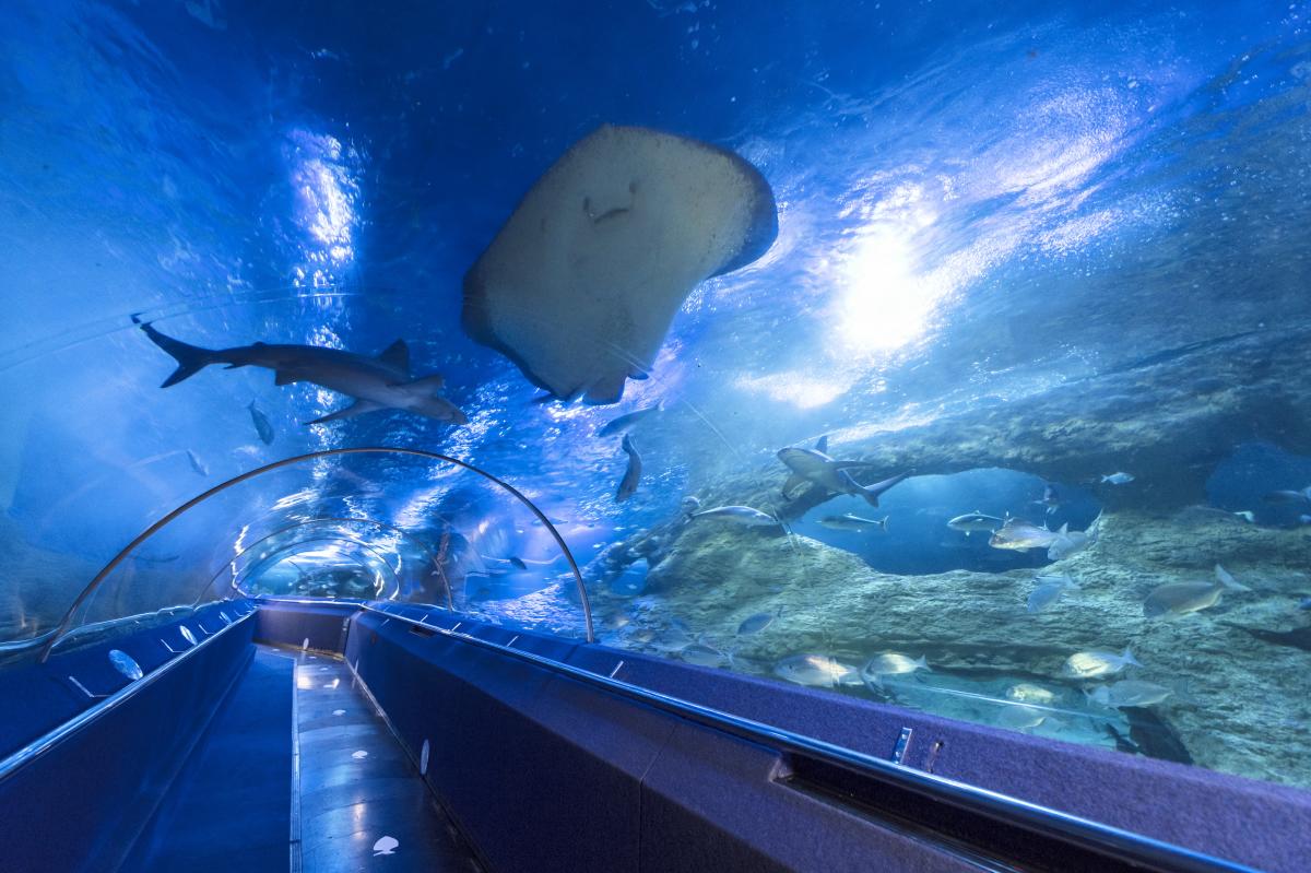 AQWA Tunnel