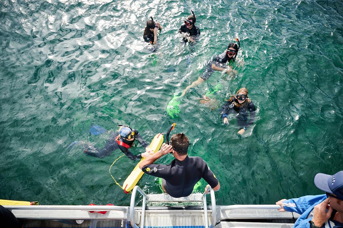 Swim with Wild Dolphins | Rockingham