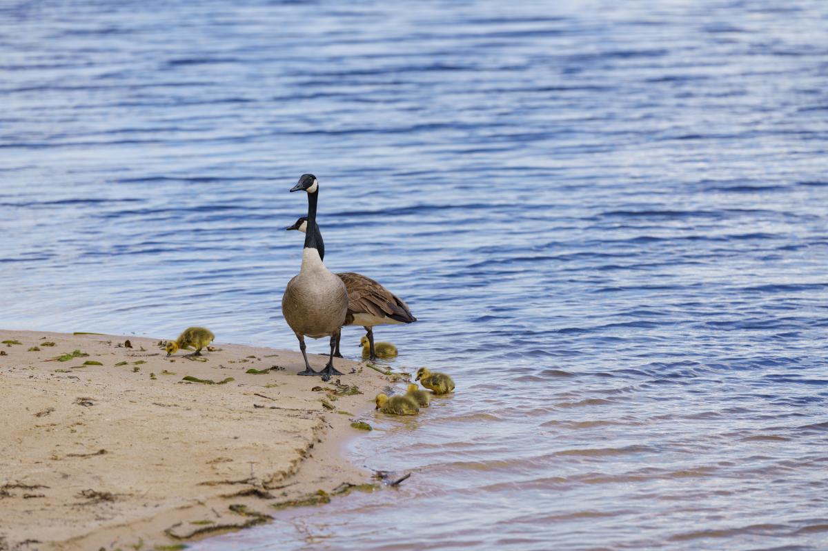 Geese at Gouldsboro