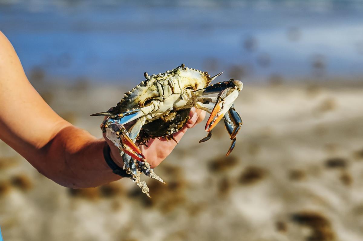 Crab Horizontal
