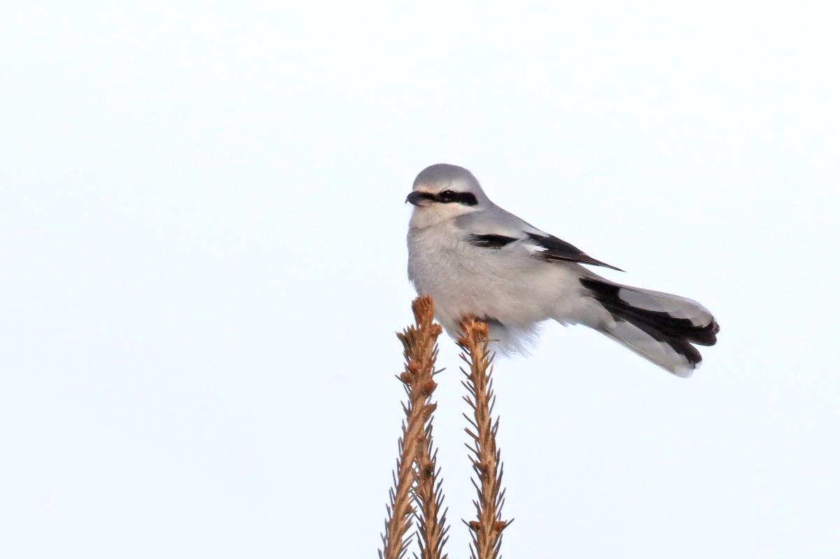 A gray bird with black feathers on its tail, wing, and around its eye sits atop an evergreen branch