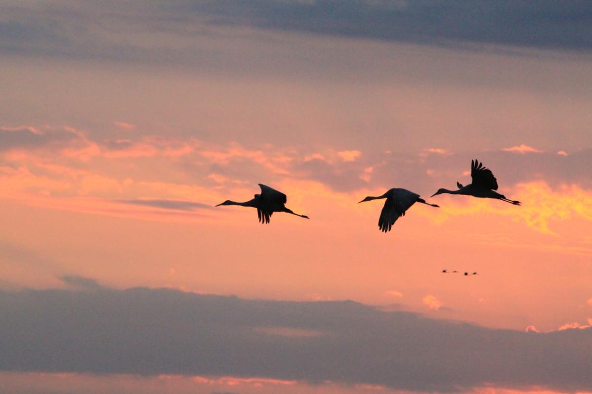 Silhouettes of three sandhill cranes flying against a peach colored sunset