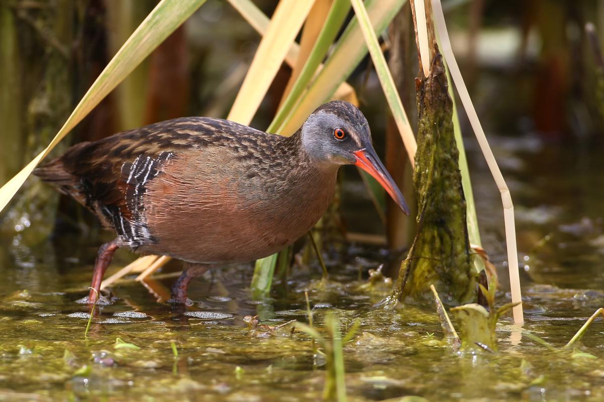 A brown bird with a gray head and slender orange beak stands in a wetland