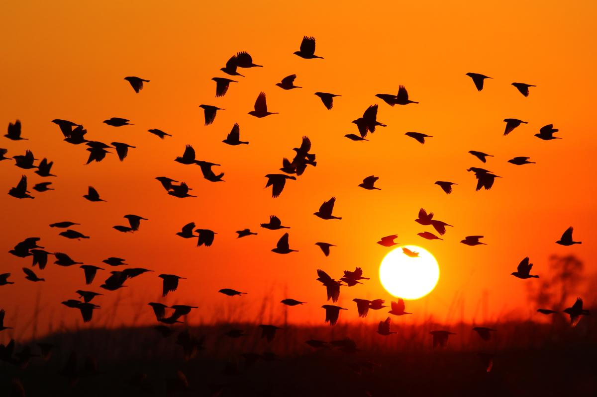 Silhouettes of birds in front of an orange-red sky and a white, setting sun