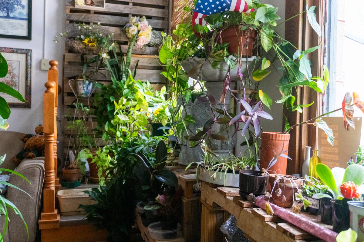 A sunlit room with numerous potted plants, a wooden pallet on the wall, a small American flag, and garden tools arranged on a wooden table near the window.