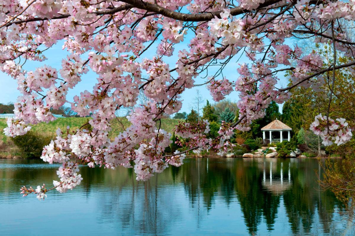 Lewis Ginter Botanical Garden blossoms