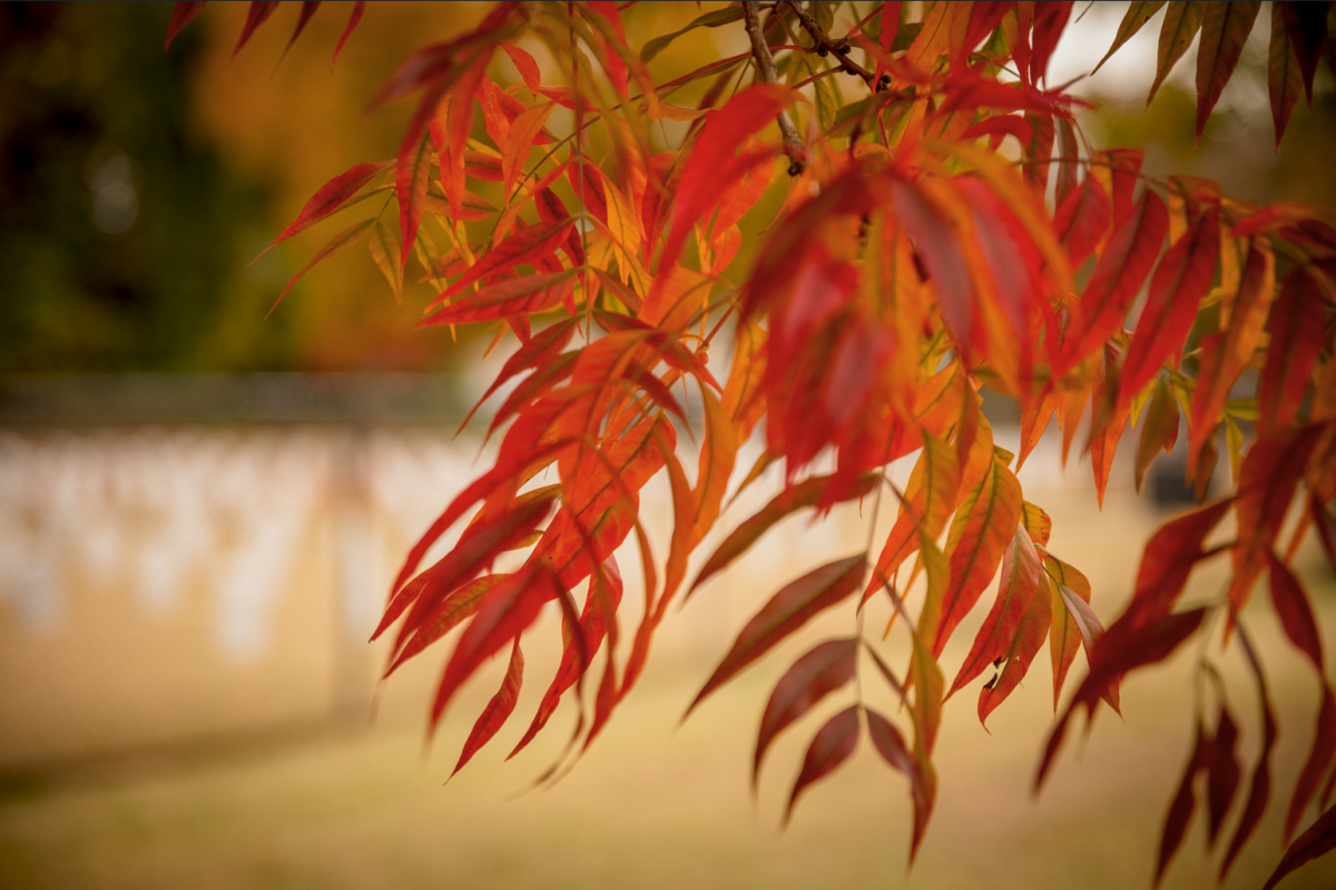 Red leaves on tree in front of cemetery headstones