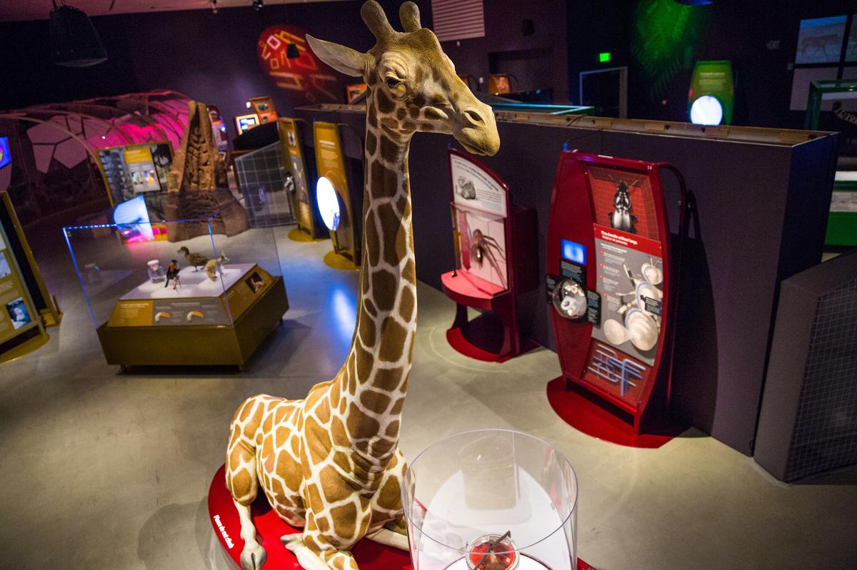 Come see the special exhibits at The Natural History Museum of Utah