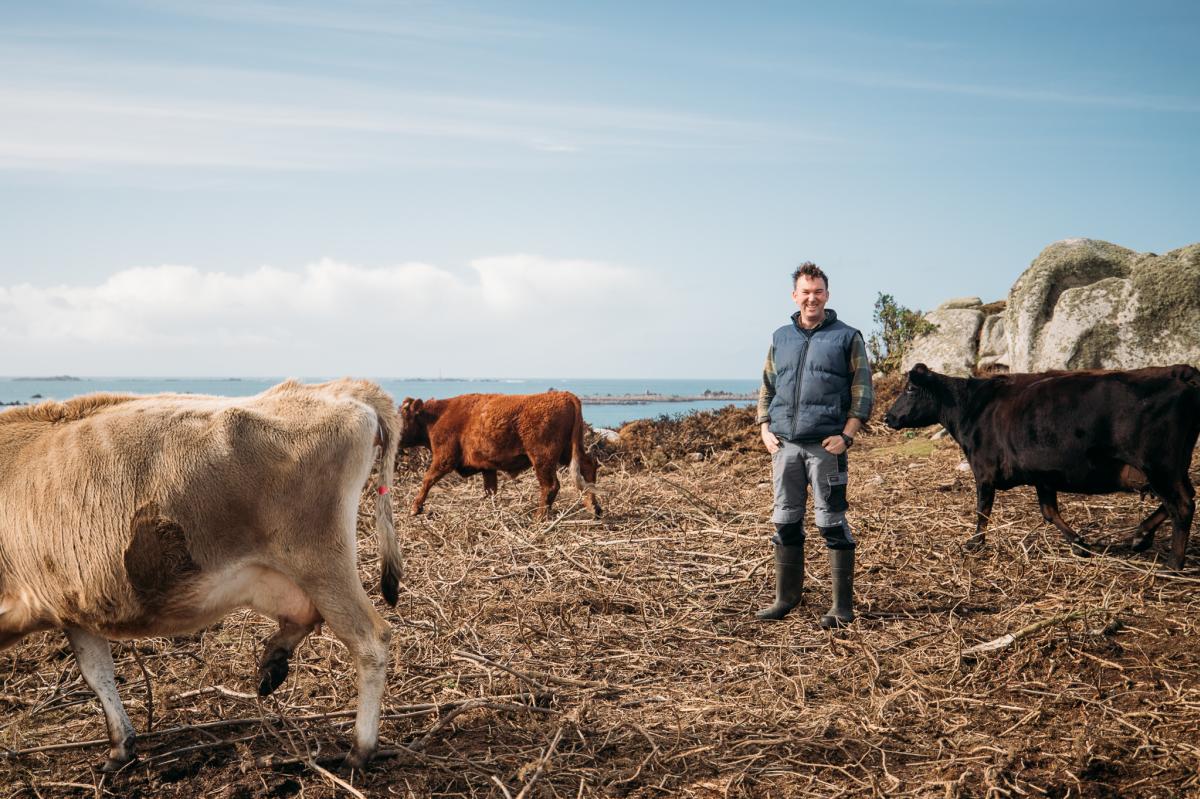 Troytown Farm Cows