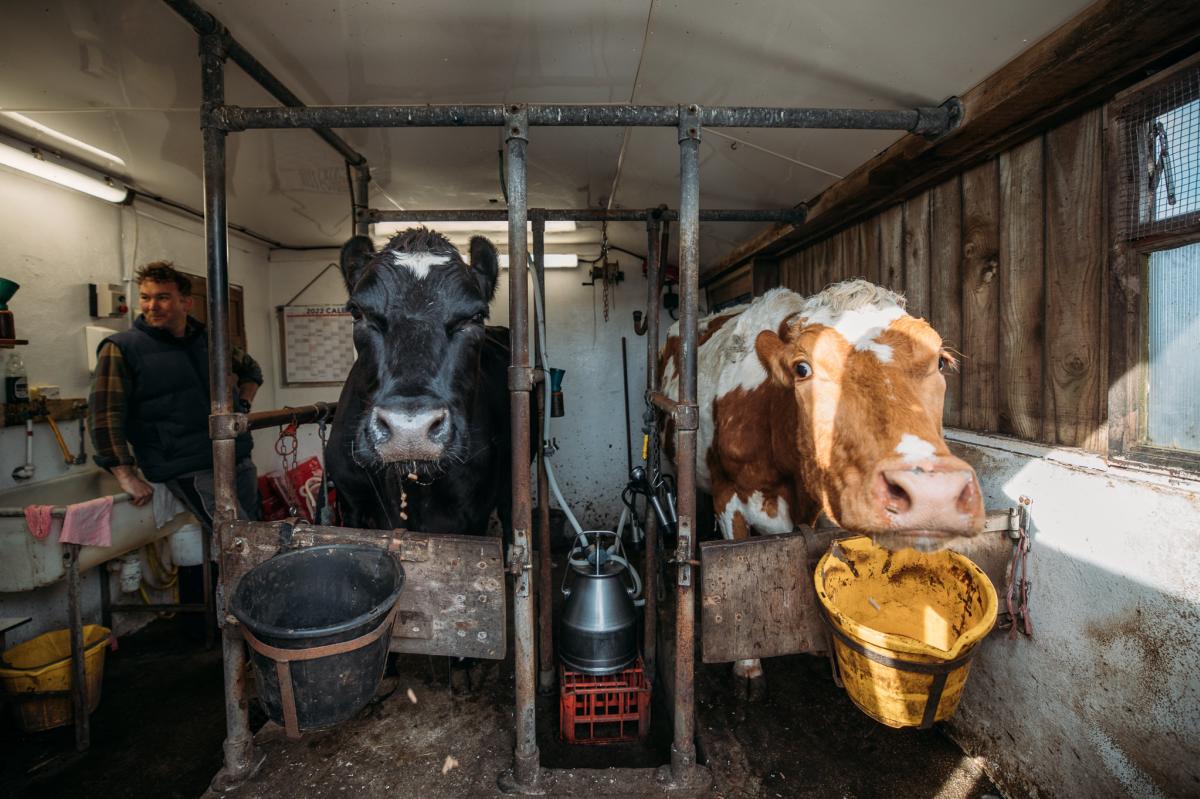 Cows being milked