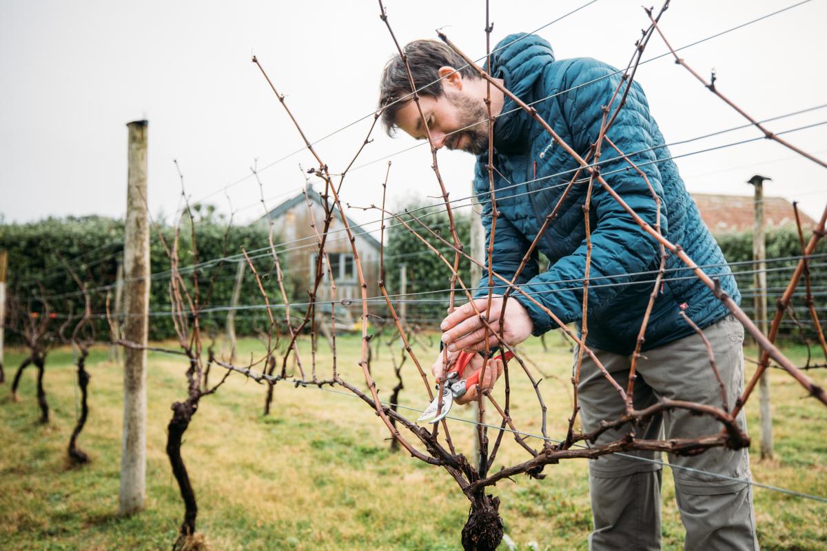 Pruning the vines
