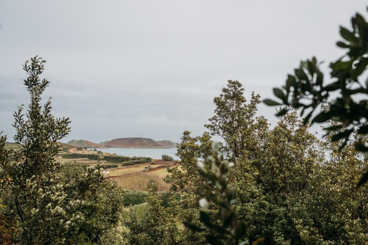 A view from the vineyard, looking out to sea