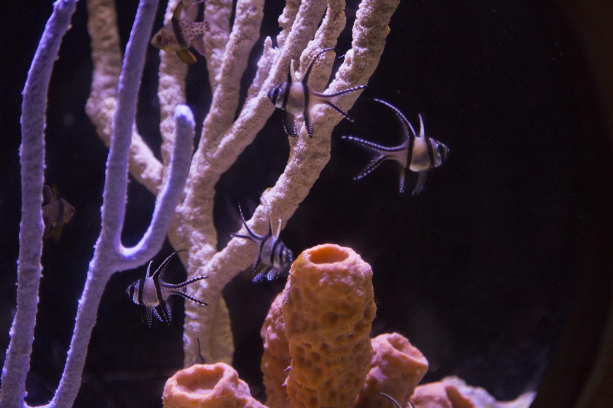 A close-up of several fish in a tank at the Shreveport Aquarium