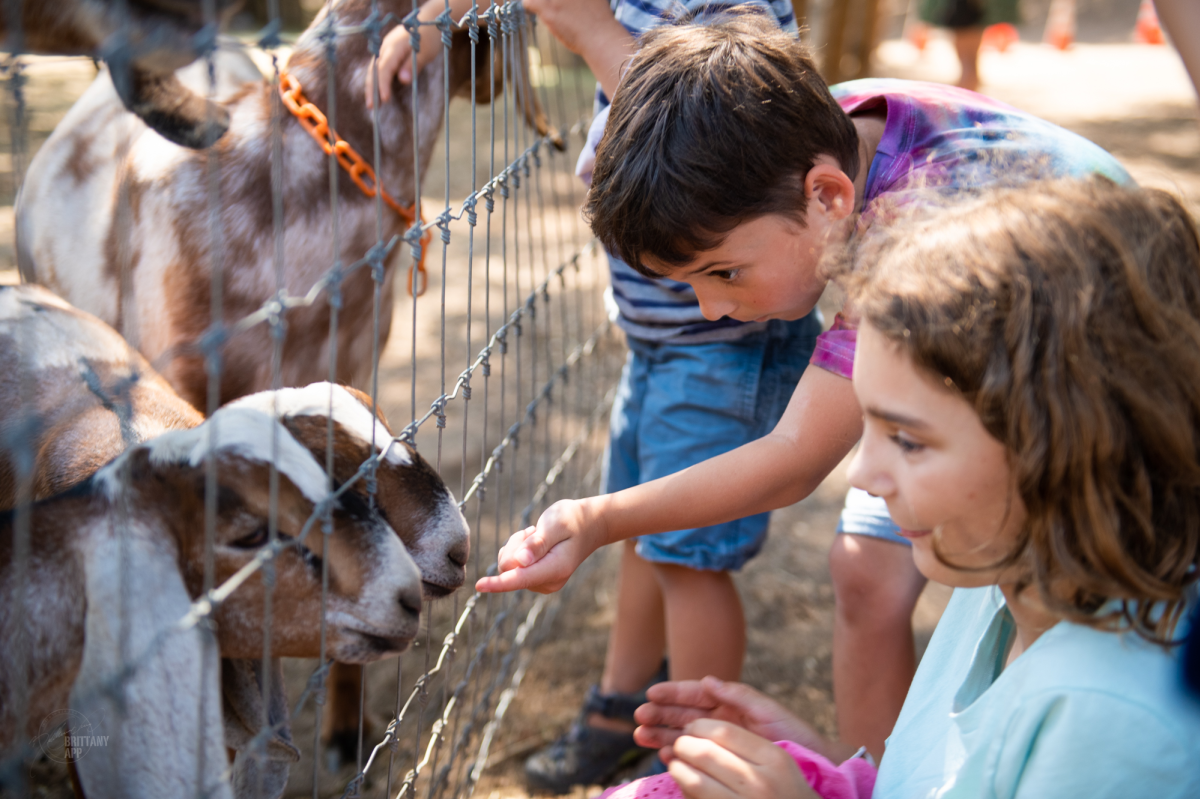 kids interacting with goats on a farm