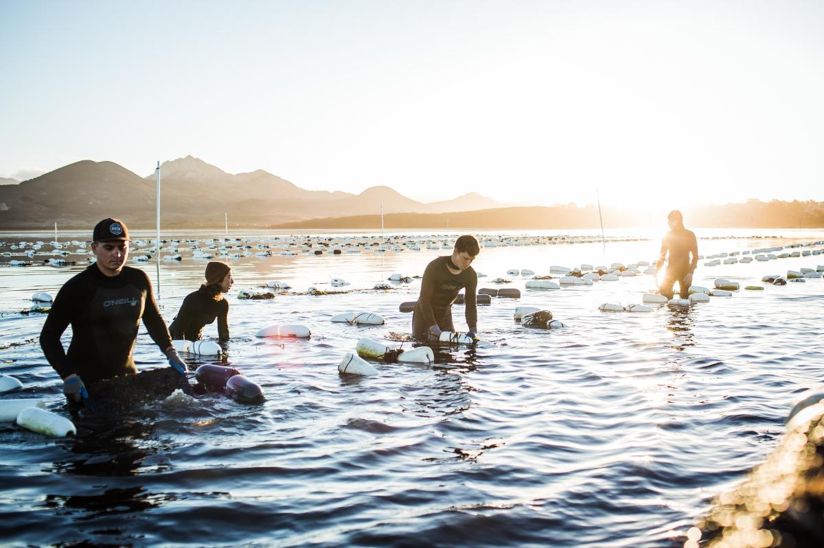 Morro Bay Oyster Company Oysters in SLO CAL