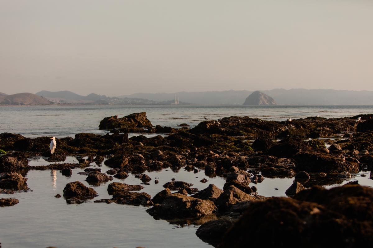 tide pools