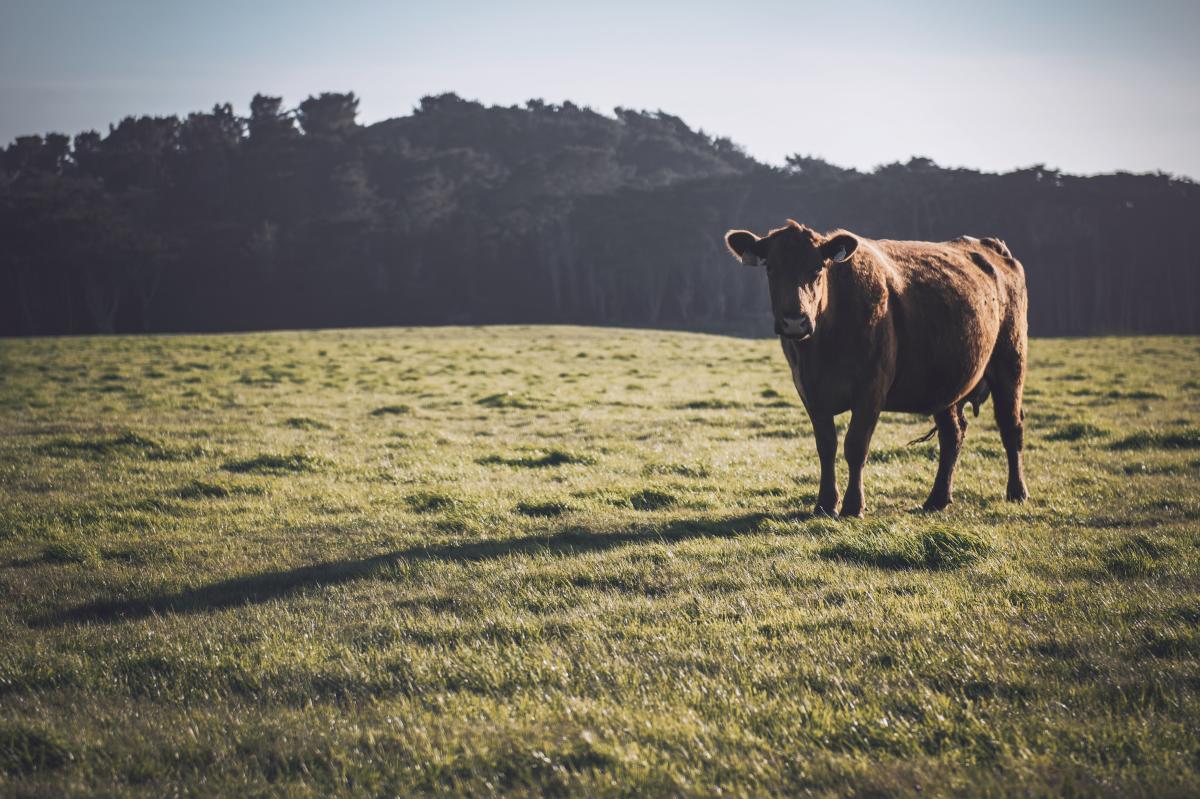 San Simeon Cow